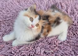 cute calici Triple coat Fluffy Persian kitten