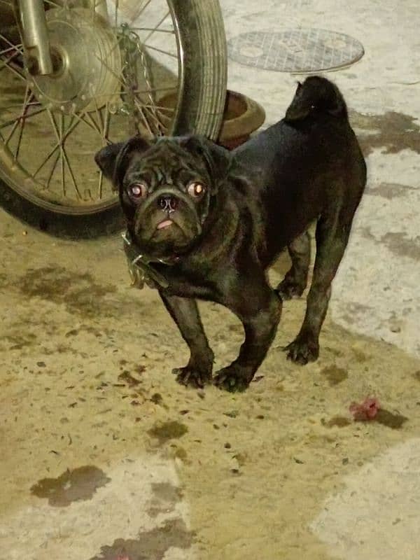 pug dog confirmed stud 1