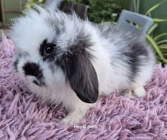 Fuzzy  lop  Rabbit/ rabbit for sale / jerman loop rabbits