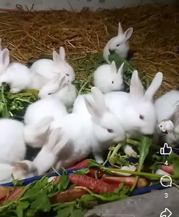 red eyes rabbits baby. . age 32 day . . 20 piece hain. . . 0