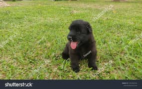 black German Shepherd long coat