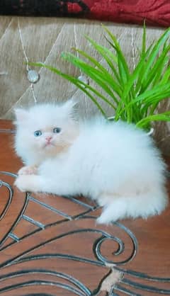 Persian cats 2 month age for sale Call My WhatsApp 0341,7817,026