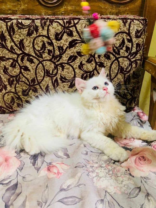 Persian cats 2 month age for sale Call My WhatsApp 0341,7817,026 1