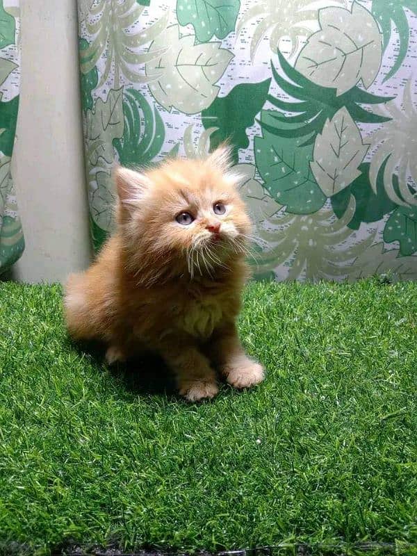 Persian cats 2 month age for sale Call My WhatsApp 0341,7817,026 3