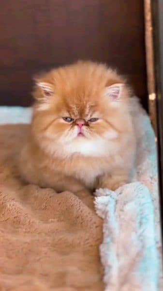 Persian cat for sale female or male my WhatsApp 0323=00=97=122 1