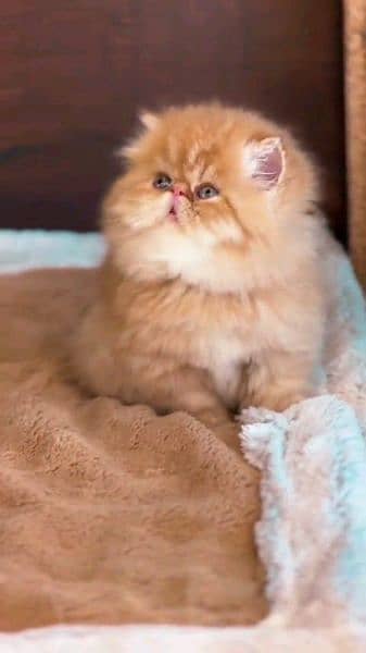 Persian cat for sale female or male my WhatsApp 0323=00=97=122 2