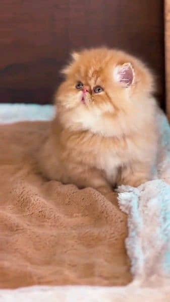 Persian cat for sale female or male my WhatsApp 0323=00=97=122 3