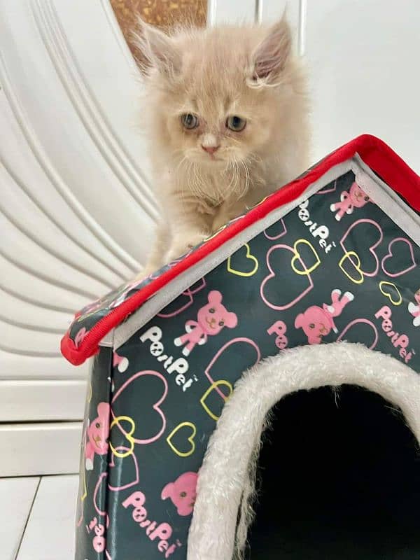 QUALITY PERSIAN CAT'S 03207679060 WHSTTAAPP 9