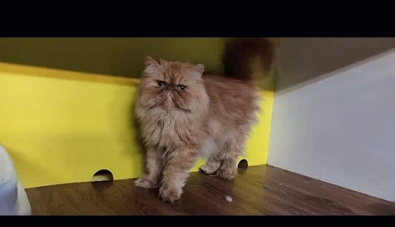 Persian cat for sale female or male my WhatsApp 0323=00=97=122 3