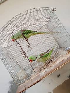 raw parrots sale krne hein 10/10 condition