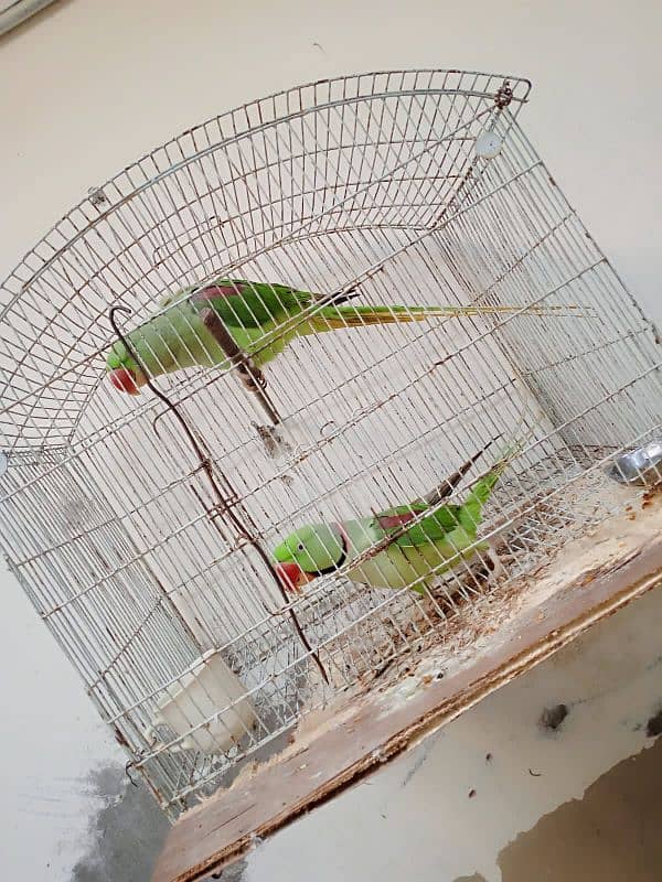 raw parrots sale krne hein 10/10 condition 0