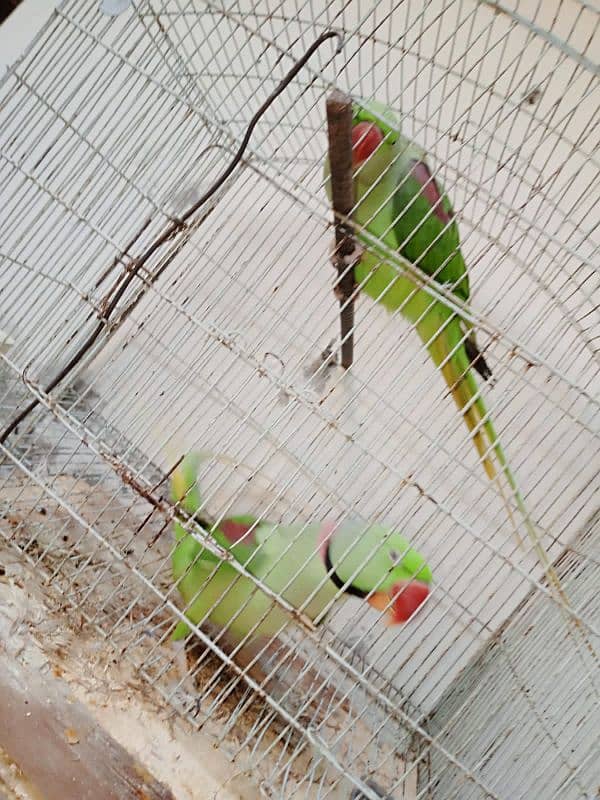 raw parrots sale krne hein 10/10 condition 1