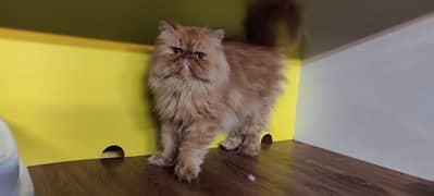 Persian cat for sale female for male my WhatsApp 0323=00=97=122