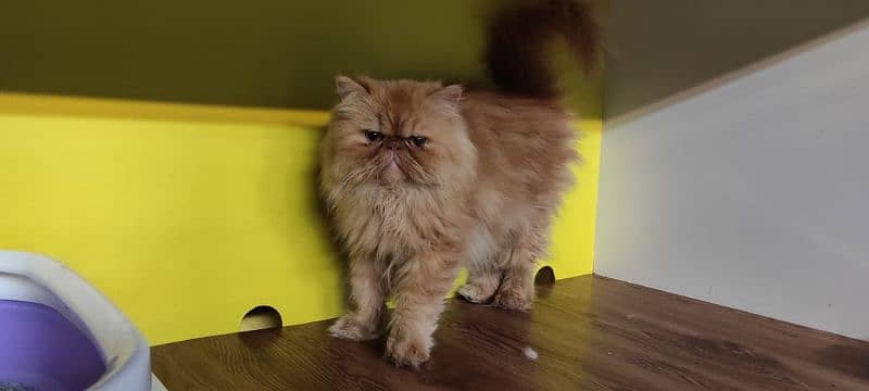 Persian cat for sale female for male my WhatsApp 0323=00=97=122 1