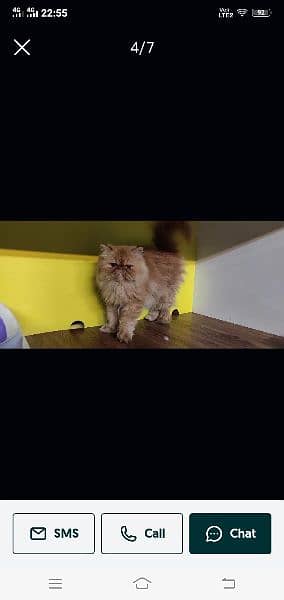 Persian cat for sale female for male my WhatsApp 0323=00=97=122 3