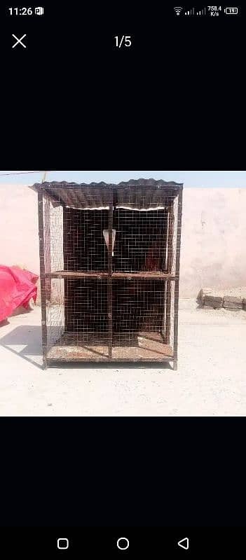 heavy aseel cage for sale 1