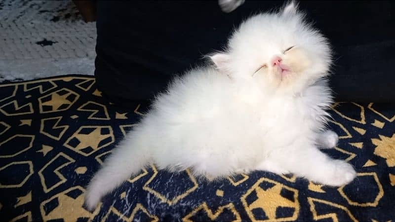 persian Kittens Supreme Quality 1