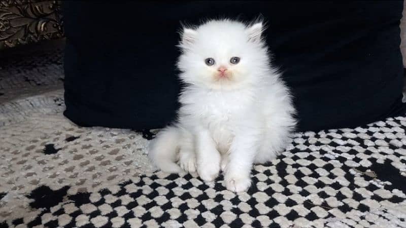 persian Kittens Supreme Quality 2