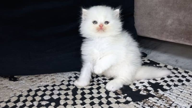 persian Kittens Supreme Quality 3