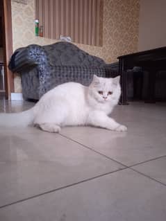 persian cute cat / triple coat