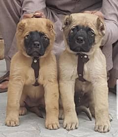 kurtis kangal dog pair security dog for sale