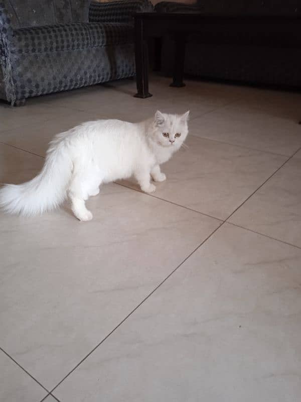 persian cute cat / triple coat 1