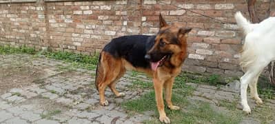 German Shepherd male available for sale