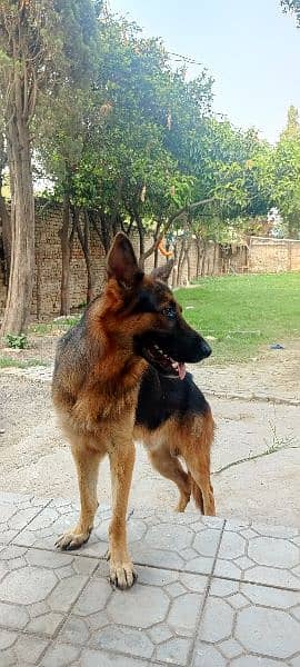 German Shepherd 1