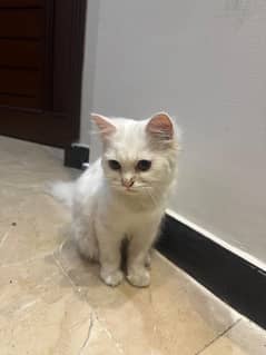 persian female cat 6 months old 0