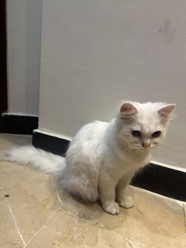 persian female cat 6 months old 1