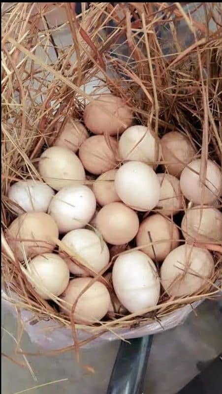 Desi murghian eggs wali 1