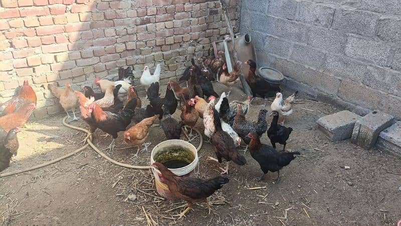 Desi murghian eggs wali 2