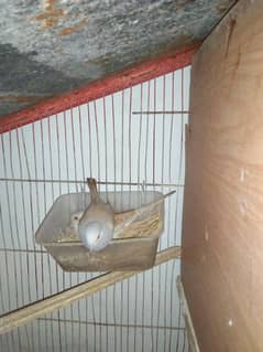 2 portion wooden cage with Dove