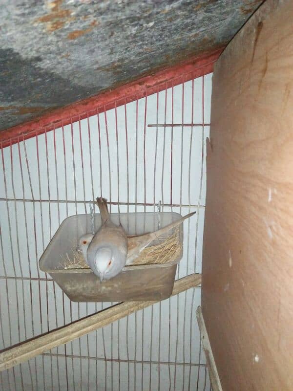 2 portion wooden cage with Dove 0