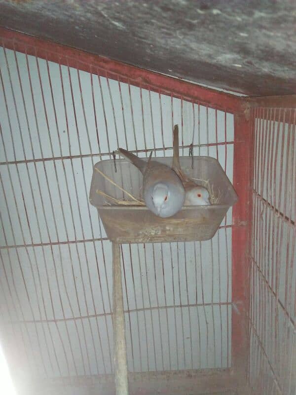 2 portion wooden cage with Dove 2