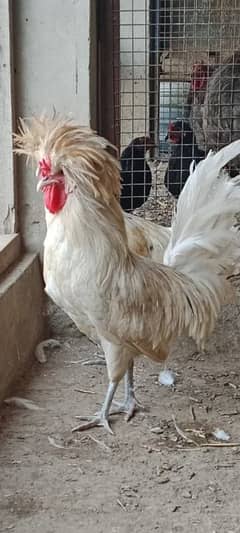 Polish male bantum pathe for sale