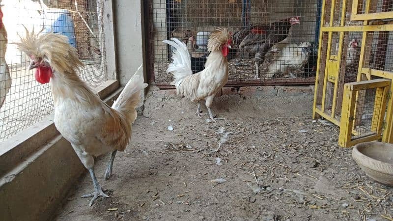 Polish male bantum pathe for sale 2