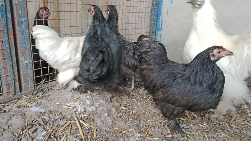 Polish male bantum pathe for sale 4