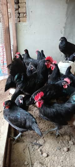 Australorp chicken