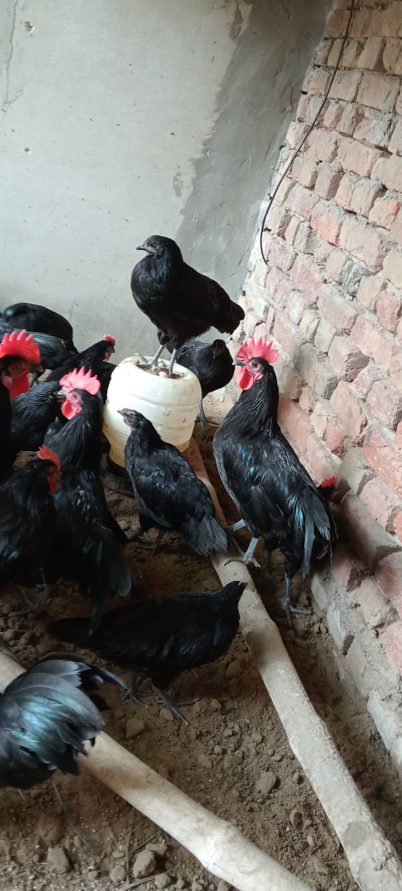 Australorp chicken 1