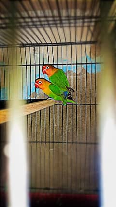 love birds Breader pair ha 0