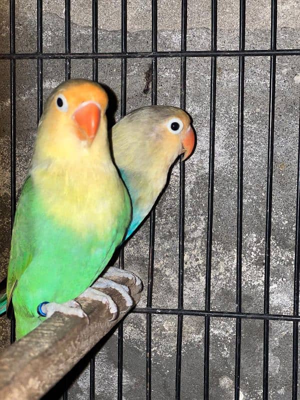 love birds Breader pair ha 1