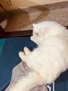 persian cat for sale