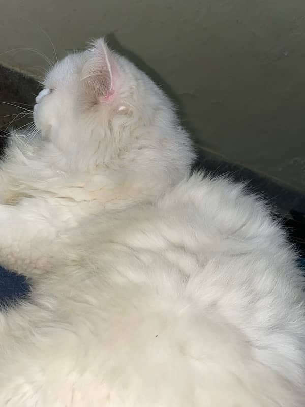 persian cat for sale 2