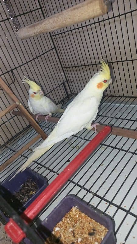 creme cockatail Red Eyes Pair 5 Month 1