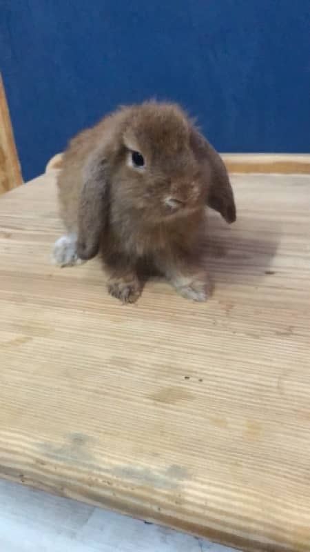 Holland Lops bunnies(urgent sale) 4