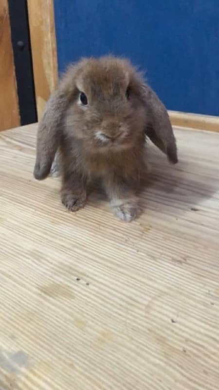 Holland Lops bunnies(urgent sale) 5