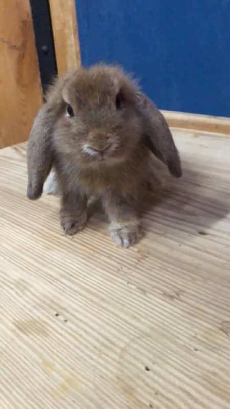 Holland Lops bunnies(urgent sale) 6