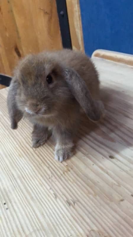 Holland Lops bunnies(urgent sale) 7