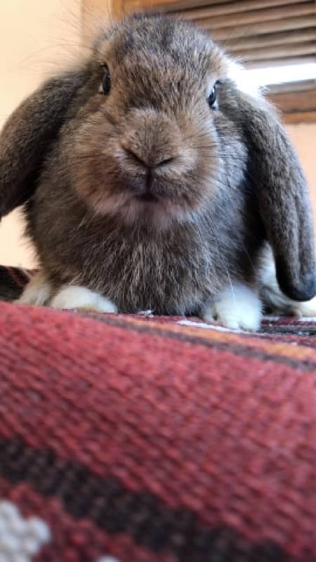 Holland Lops bunnies(urgent sale) 3